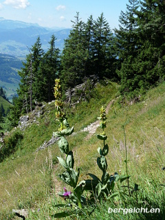 Gelber Enzian