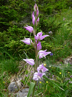 Waldvögelein