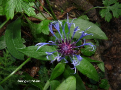 Alpen-Flockenblume