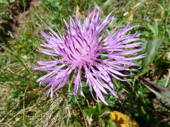 Flockenblume