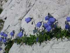 Glockenblumen