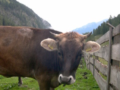Kuhbild