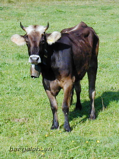 Kuh