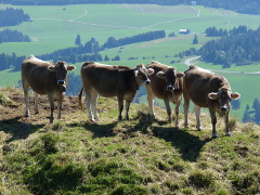 Kühe am Berg