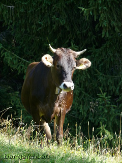 Neugieriges Rind