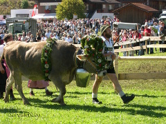Kranzkuh